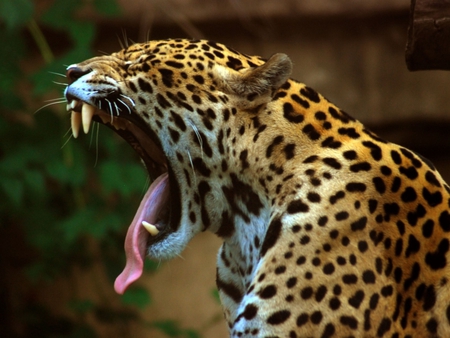 I demand free food for all CATS ! NOW!!!! - big cats, leopard, i demand free food for all cats  now, wallpaper, fun text