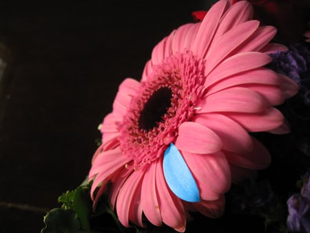 be_different - blue, flower, 3d, red