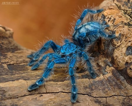 spider - danger, blue, spider, animal, reptile