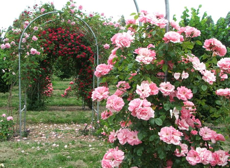 gardenia rose - nature, garden pink, roses, red, flowers