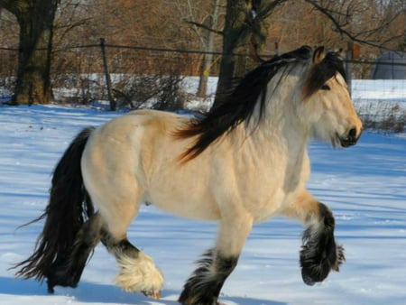 Gypsy Vanner