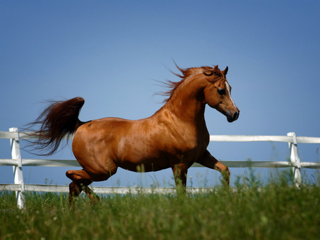 Arabian Horse! - horses