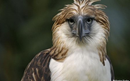 Philippine Eagle 1 - bird, eagle, philippine, wallpaper