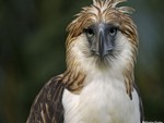 Philippine Eagle 1