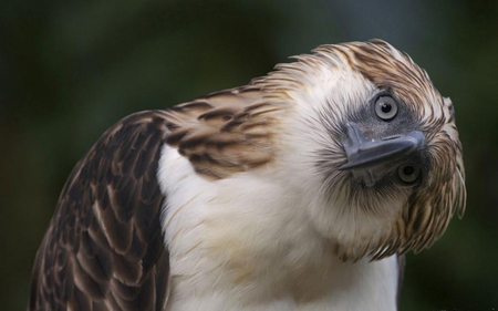 Philippine Eagle 2 - bird, eagle, philippine, wallpaper