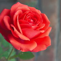 Beautiful rose