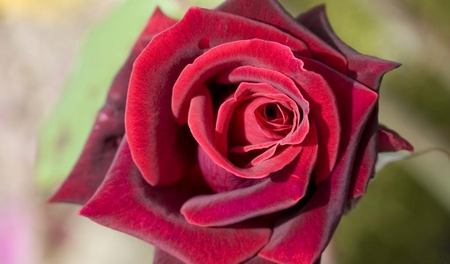 Burgundy-rose - rose, 3d, flower, red