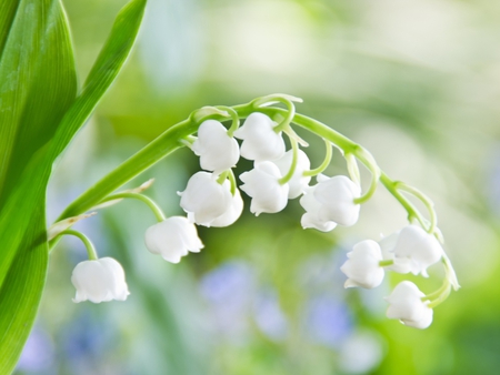 White tenderness - white, beauty, nature, soft, lily of the valley, tenderness, flowers