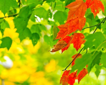 autumn-bloom - view, autumn, forest, beautiful, bloom, leaves, green