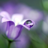 Tear on purple bell