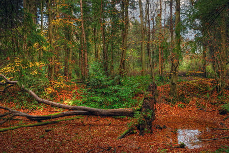 Fall - beauty, autumn, trees, popular, landscape, image, wood, nature, fall, forest, leaves