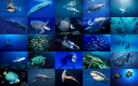 Sea Life - sea life, fish, sealife, shark