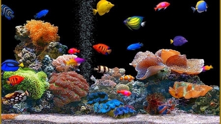 Aquarium - animal, fish, nature, aquarium