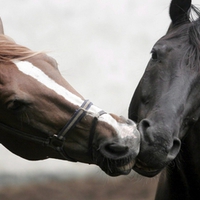 Horses in love