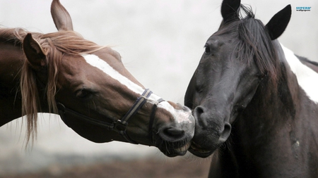 Horses in love - run, horse, animal, kiss, love