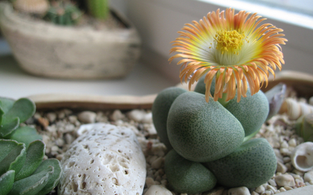 Cactus Flower - cactus, nature, amazing, flower