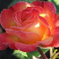 Exotic rose * For Luciah