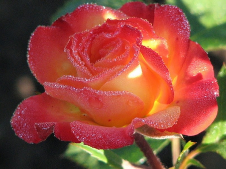 Exotic rose * For Luciah - nature, rose, flower, red