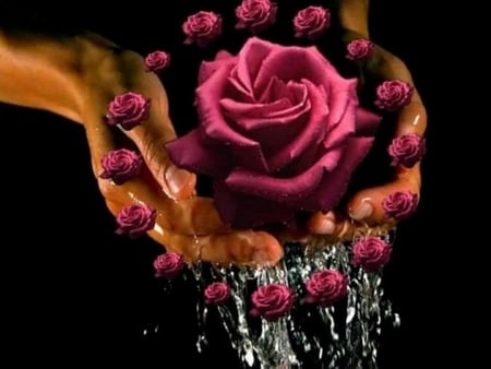 Happy Birthday Joanne - love, hands, beauty, happy birthday, water, rose, special day, wishes, friendship, friends