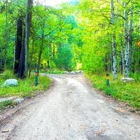 Dirt Road to the Cabins on the River