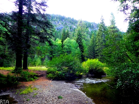 Upper Truckee River Bank - river, trees, shore, nature, outside