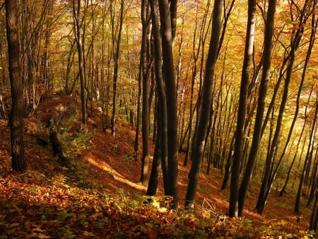 Autumn Beauty - fall, autumn, sunshine, hillside, forest, leaves