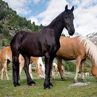 Wild Horses