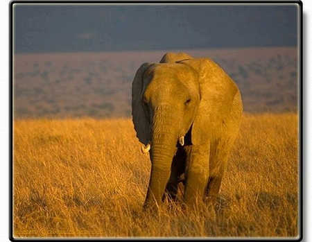 Elephant - in grass, elephant, picture, cool