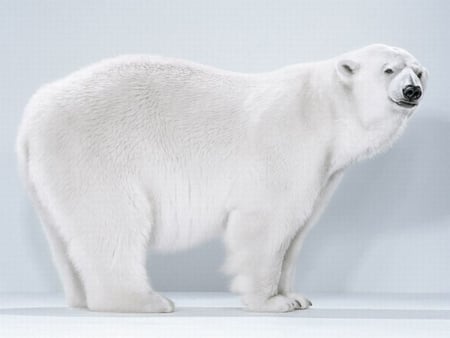 Polar Bear - bear, white, polar, picture, cool