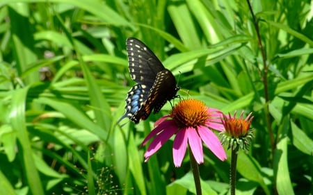 Butterfly - nature, butterfly, field, flower, animals