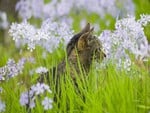 Flower Cat