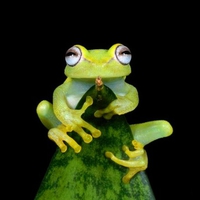 Cute Frog