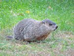 woodchuck