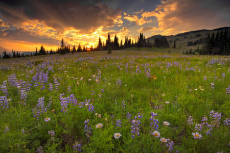 Sunset Field - flowers, trees, sunset, field, mountain