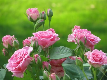 Pink Garden Roses - flowers, garden, roses, pink