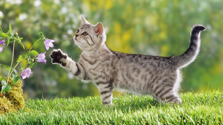 Curious Kitten - kitten, feline, grass, curious, flower