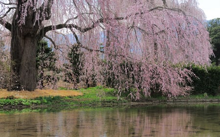 Weeping Flowers - flowering tree, lake, grass, tree