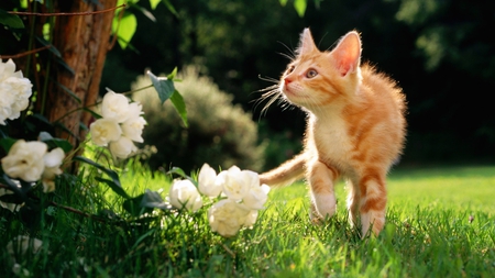 Kitten on the prowl - flowers, kitten, feline, grass, yard