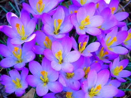 Flowers for a dreamer - flowers, group, white, yellow, purple, blue