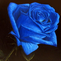 Rose blue