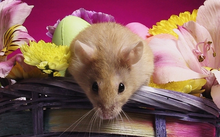 Flower mouse - animals, flowers, spring, mouse, basket