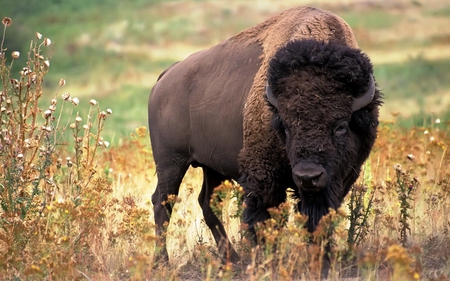 Bufalo - nativo, campo, marron, bufalo