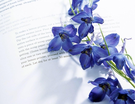 Beautiful Blue - nature, flowers, book, blue