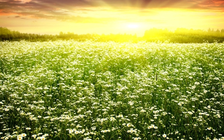 Heavenly Light - sunlight, flowers, sunrise, fields