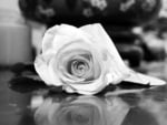 Monochrome Rose