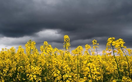 Storm Glow - nature, sky, field, flowers, storm