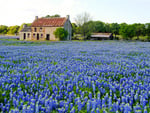 Field of Blue