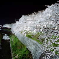 white trees