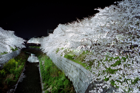 white trees - white, japan, trees, photography, water