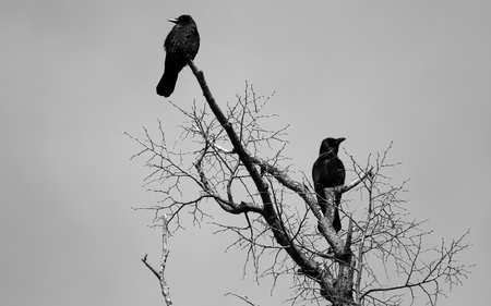 black crows - black, spooky, birds, white, crow, photography